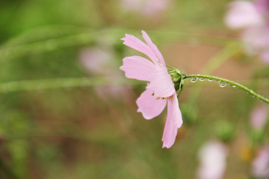 格桑花