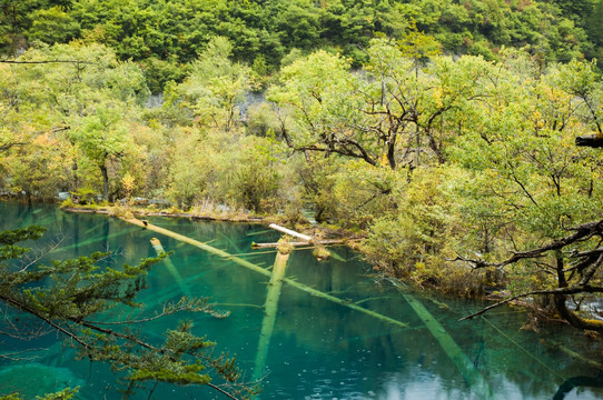 九寨沟迷人的秋天景观 卧龙海