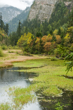 九寨沟山水湿地风光 芳草海