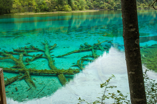 九寨沟湖底的树木 五花海