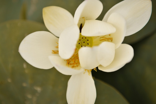 荷花 花蕊