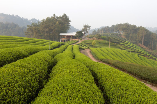 茶叶山