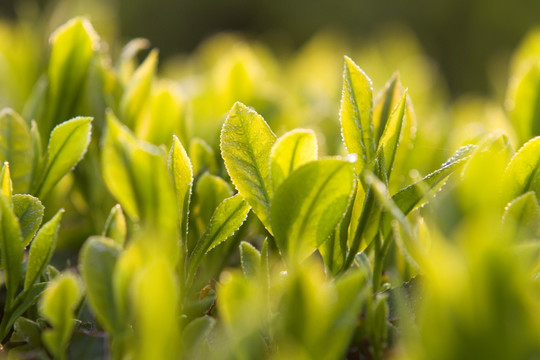 茶树