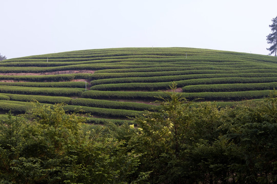 茶叶山