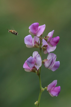 蜜蜂飞向扁豆花