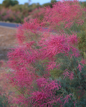 红柳开花