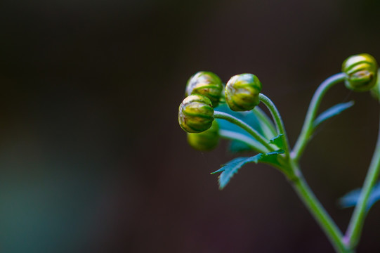 小野菊