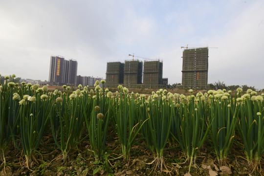 春风 菜花 城市建设 欣欣向荣