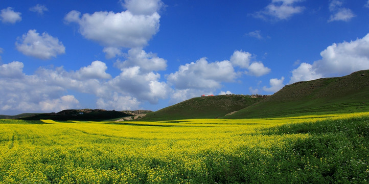 油菜花