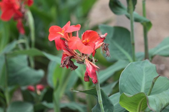 美人蕉 花 绿植 芭蕉 植物