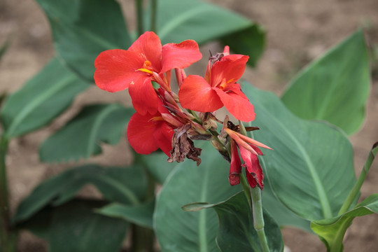 美人蕉 花 鲜花 芭蕉 植物