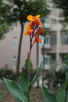 美人蕉 花 鲜花 芭蕉 植物