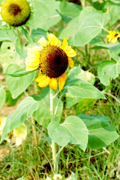 太阳花 向日葵