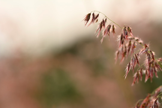 芦苇荡的夕阳