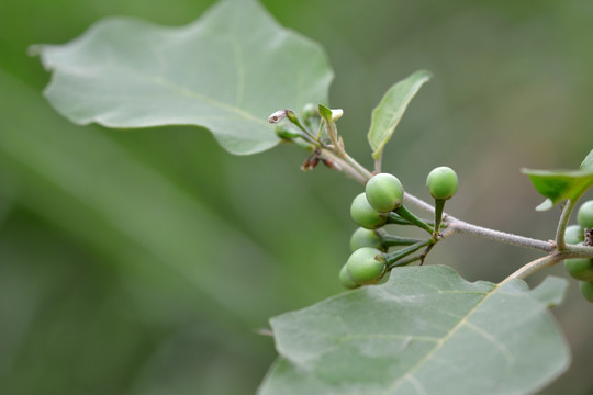 野茄树