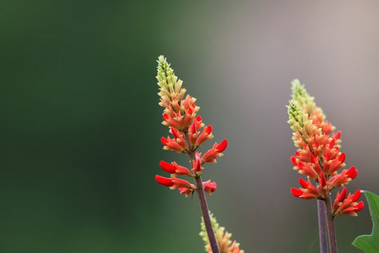 龙牙花