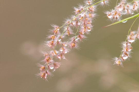 红毛草