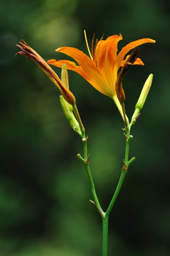 野生黄花菜