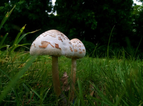 蘑菇 雨伞