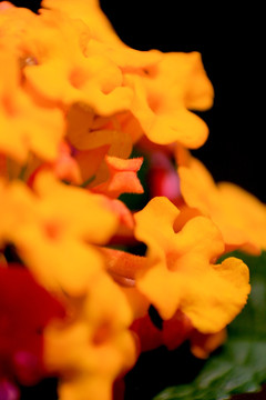 花 野花