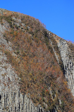 长白山上的岳桦林