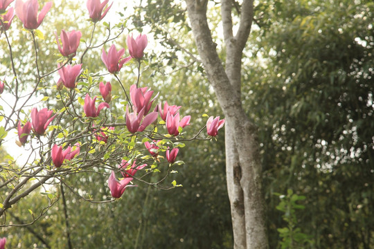 紫玉兰 玉兰 玉兰花 木兰 花