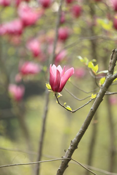 紫玉兰 玉兰 玉兰花 木兰 花