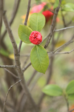 山茶花 山茶 花 鲜花 绿植