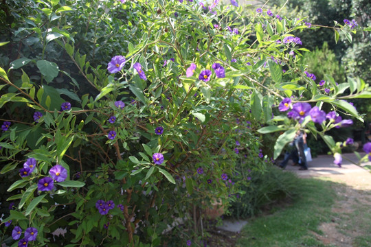 牵牛花 花 绿植 植物 鲜花