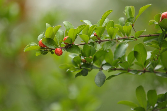 石榴 果树 植物 绿植 花果