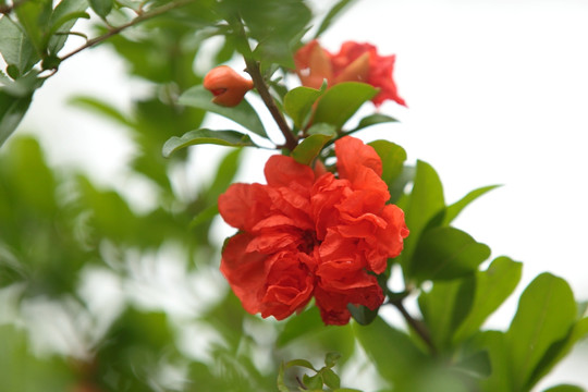 石榴 果树 植物 绿植 花果