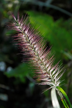 狗尾巴草