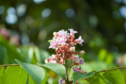 杨桃花