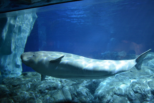 水族馆白鲸