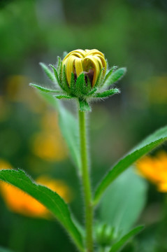 黑心菊