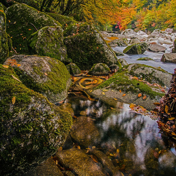 巴中光雾山 苔藓 溪流 落叶