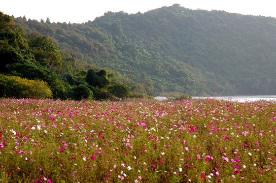 山谷深秋格桑花