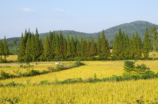 琅琊山下成熟的水稻田