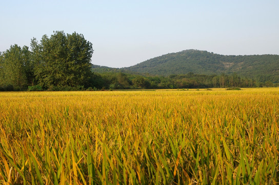 琅琊山下成熟的水稻田