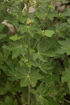 蜀葵 一丈红 大蜀季 戎葵 花