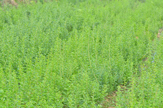 枸杞种植基地