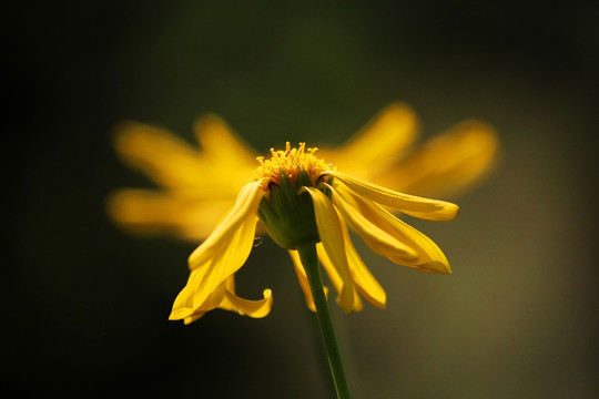 太阳菊