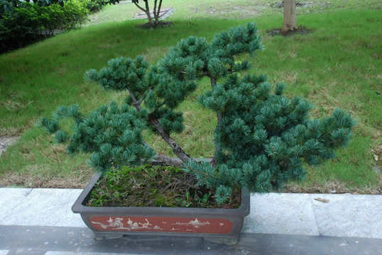 盆景 松树盆景 植物 枝叶