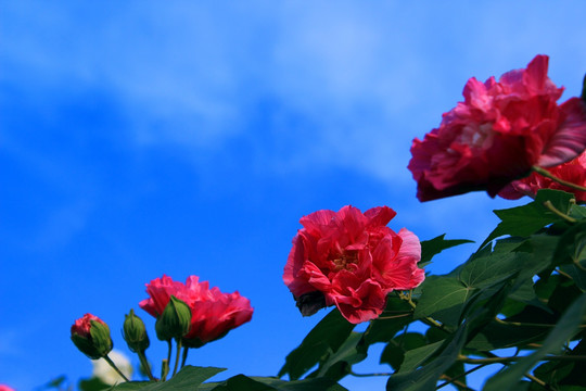 鲜艳的芙蓉花