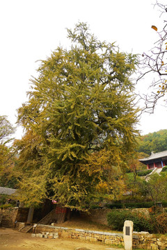 泰山玉泉寺秋色