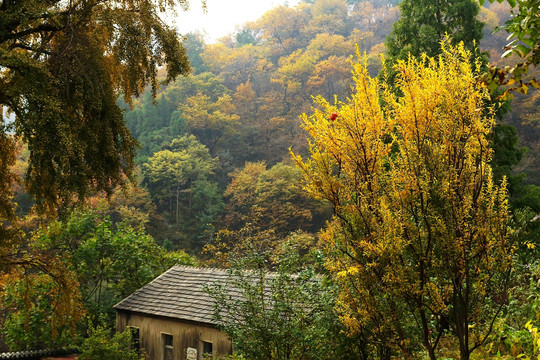 泰山玉泉寺风光