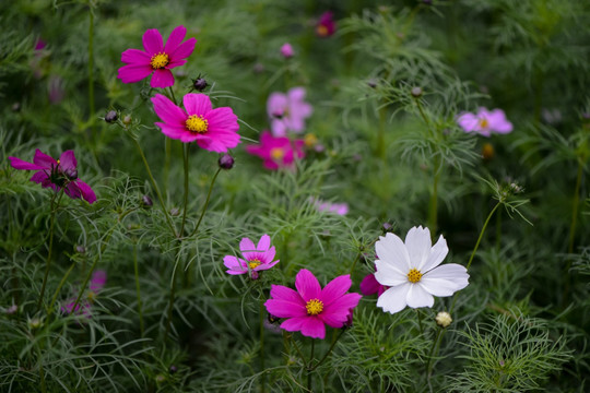 三色格桑花