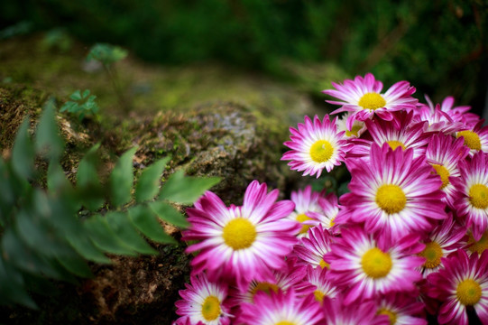 山野雏菊