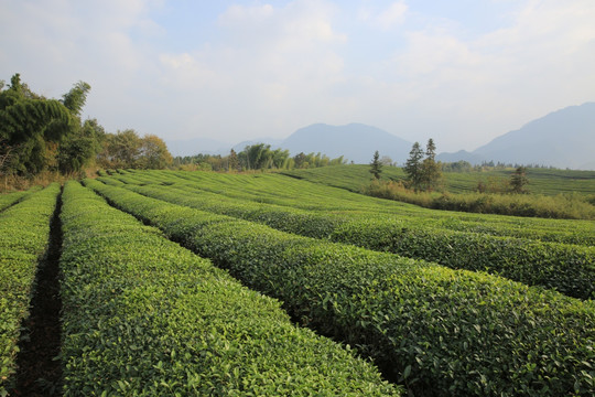 农业 农村 种茶 茶树 茶园