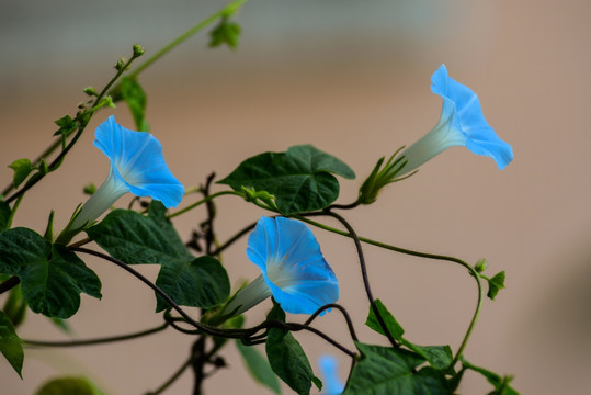 蓝色牵牛花